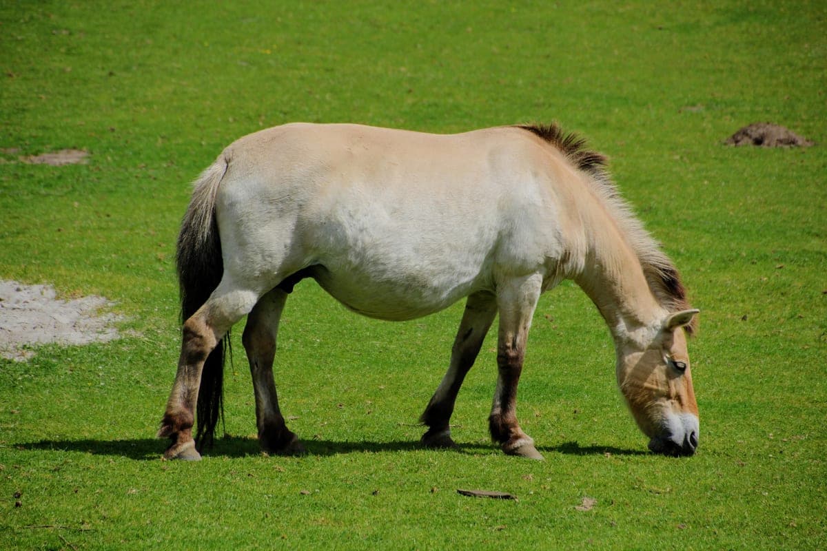Cal sălbatic Przewalski pășunând în safariul de la Givskud Zoo.